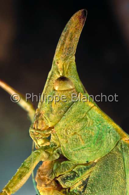 Aegimia sp.JPG - Aegimia sp. (Portrait)Sauterelle PhaneroptereBush cricketOrthopteraTettigonidaePhaneropterinaeMexique